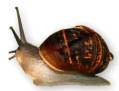 Snail Racing Snail Racing
