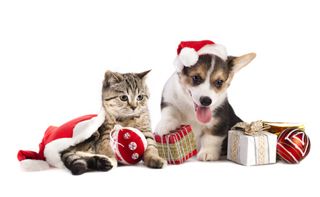 Pets Christmas Fundraiser