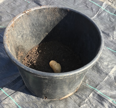 Potato Challenge Fundraiser
Planting in a plastic pot