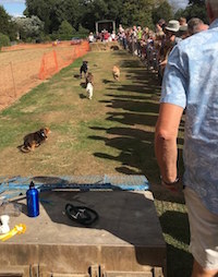 terrier racing
