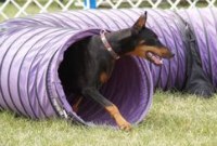 Dog agility