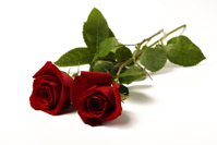 Sell Valentine Roses