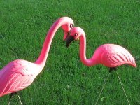 Flamingo Fundraiser