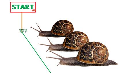 Snail Racing