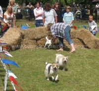 Terrier Race Finish