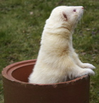 Ferret Fact