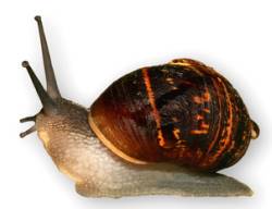 Unique Fundraising Ideas Snail Racing